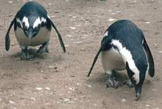 Brillenpinguine-8.jpg